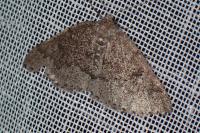 Aleucis distinctata