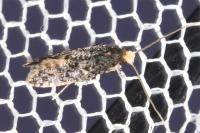 Monopis weaverella
