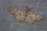 Hypomecis punctinalis