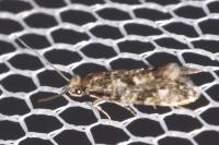Nemapogon cloacellus