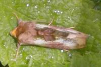 Diachrysia chrysitis/stenochrysis
