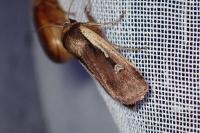 Ochropleura plecta