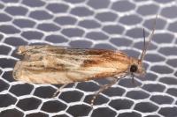 Eucosma cana