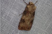 Agrotis puta