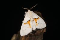 Leucodonta bicoloria