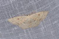 Cyclophora albipunctata