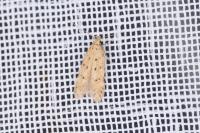 Pseudotelphusa paripunctella