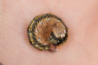 Euthrix potatoria