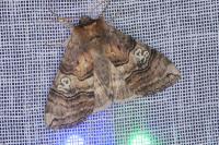 Tethea ocularis