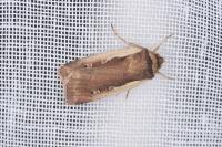 Ochropleura plecta