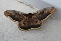 Saturnia pyri