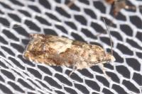 Pammene albuginana