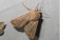 Mythimna ferrago