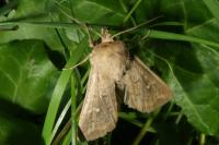 Mythimna ferrago