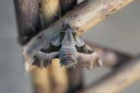 Proserpinus proserpina