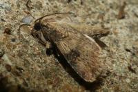 Agrotis puta