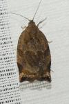 Archips crataegana