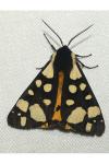 Arctia villica