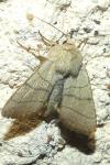 Charanyca trigrammica