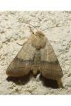 Charanyca trigrammica