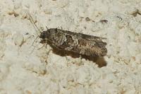 Cnephasia