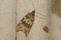 Cnephasia