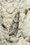 Eudonia angustea