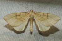Gandaritis pyraliata