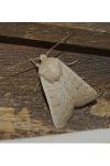 Hoplodrina ambigua