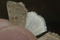 Hoplodrina ambigua