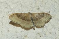 Idaea degeneraria