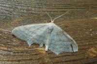 Idaea subsericeata