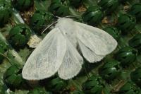 Leucoma salicis