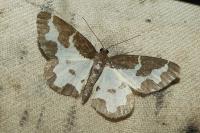 Lomaspilis marginata