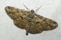 Peribatodes rhomboidaria