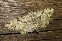 Peribatodes rhomboidaria