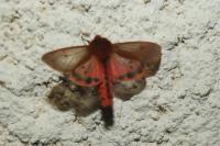 Phragmatobia fuliginosa