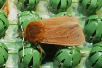 Phragmatobia fuliginosa