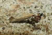 Plutella xylostella
