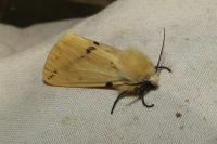 Spilarctia lutea