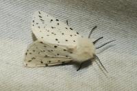 Spilosoma lubricipeda