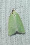 Tortrix viridana