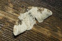 Xanthorhoe fluctuata