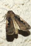 Xestia c-nigrum
