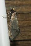 Incurvaria koerneriella