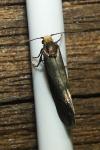 Incurvaria koerneriella