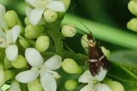 Adela australis