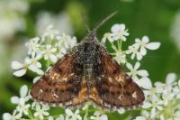 Isturgia famula