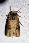 Axylia putris
