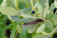 Lymantria dispar